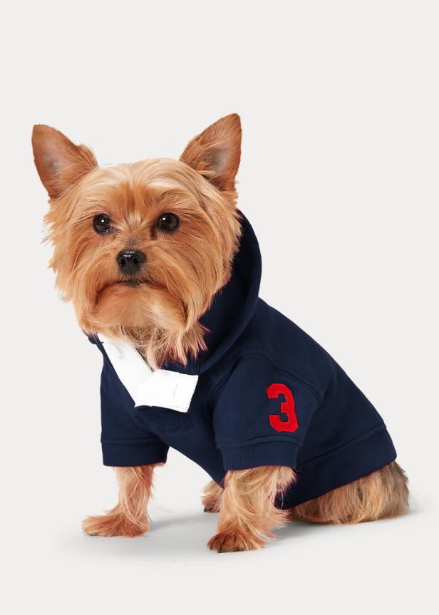 Ein Yorkshire Terrier trägt einen marineblauen Hoodie mit der roten Nummer 3.