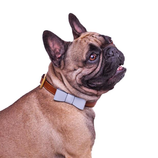 Eine hellbraune Französische Bulldogge mit Fliege schaut nach oben.