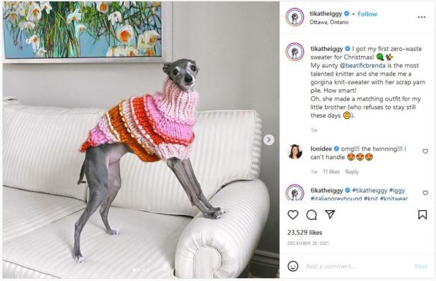 Ein Windhund trägt einen bunten, gestrickten Pullover auf einem Sofa.