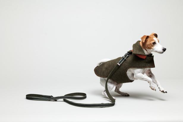 Ein Jack Russell Terrier trägt einen grünen Mantel und eine Leine und rennt.