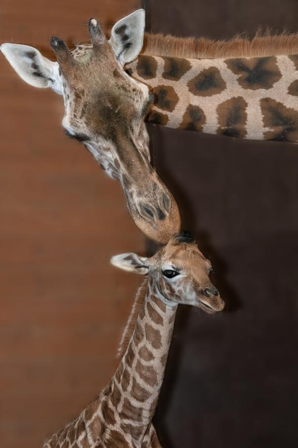 Zoo Schmiding in Oberösterreich: Giraffenbaby Nuka geboren