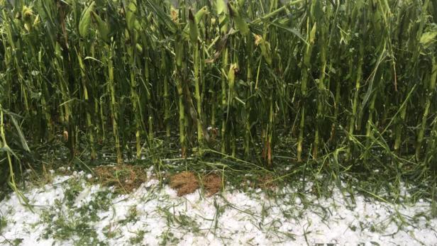 Hagelschäden an Mais in Großklein nach Unwettern Monsun im Murtal, überflutete Keller im Burgenland