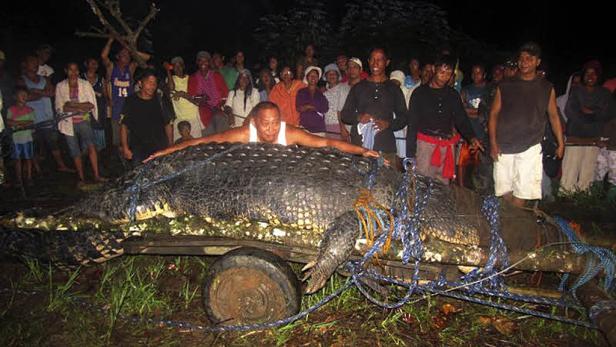Riesen-Krokodil auf Philippinen gefangen