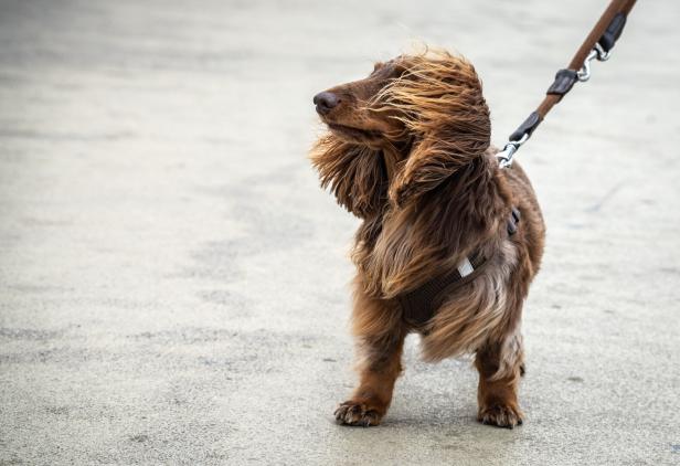 Dackel Herbert im Wind