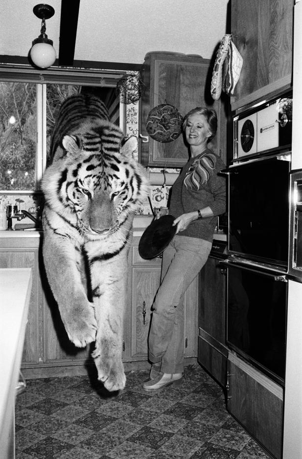 Ein Tiger springt in einer Küche neben einer lächelnden Frau.
