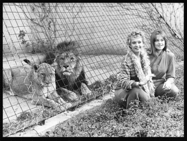 Zwei Frauen posieren vor einem Löwen und einer Löwin im Zoo.