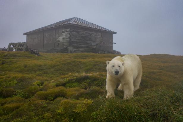 Eisbären erobern verlassene Wetterstation in der Arktis