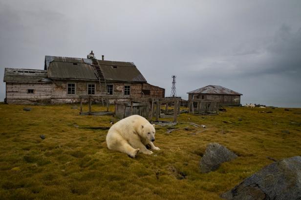 Eisbären erobern verlassene Wetterstation in der Arktis