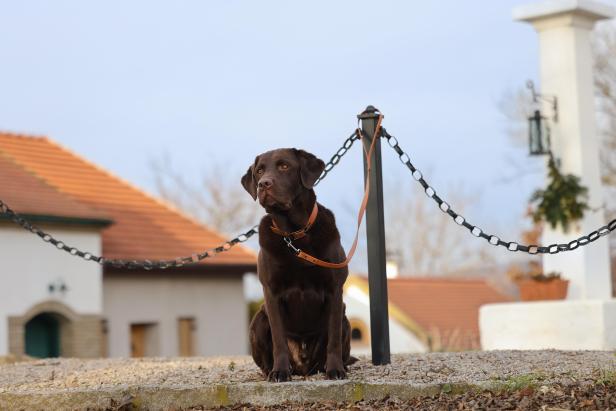 Vegane Hundehalsbänder aus Zuckerrohr und Soja