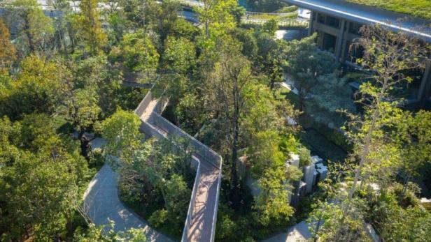 Ein erhöhter Gehweg schlängelt sich durch einen dichten Wald.