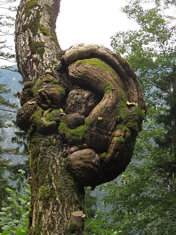 Ein Baumstamm mit einem großen, knollenartigen Wachstum, das mit Moos bedeckt ist.
