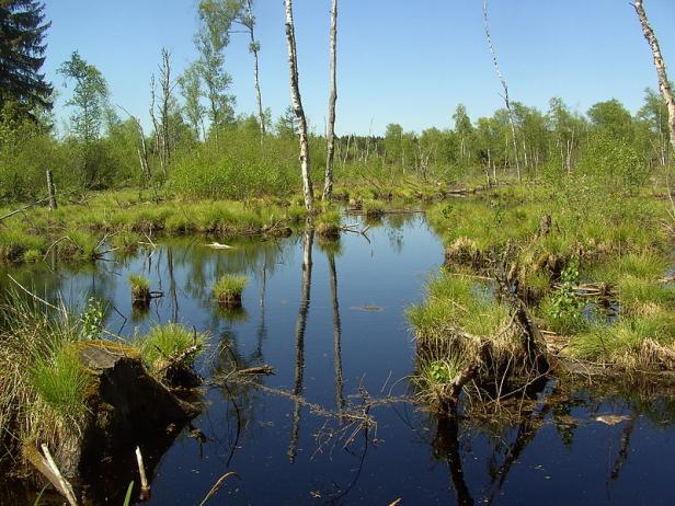 Eine Moorlandschaft mit Birken und stehendem Gewässer.