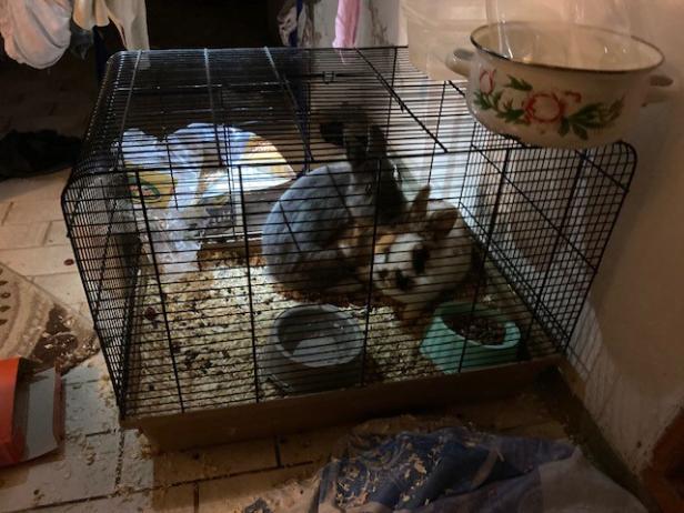 Tierquälerei: 16 Hunde und zwei Hasen von Polizei gerettet