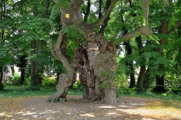 Ein sehr alter, knorriger Baum mit einem hohlen Stamm steht in einem Park.