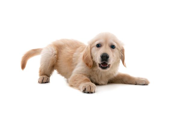 Ein Golden-Retriever-Welpe liegt auf dem Boden.