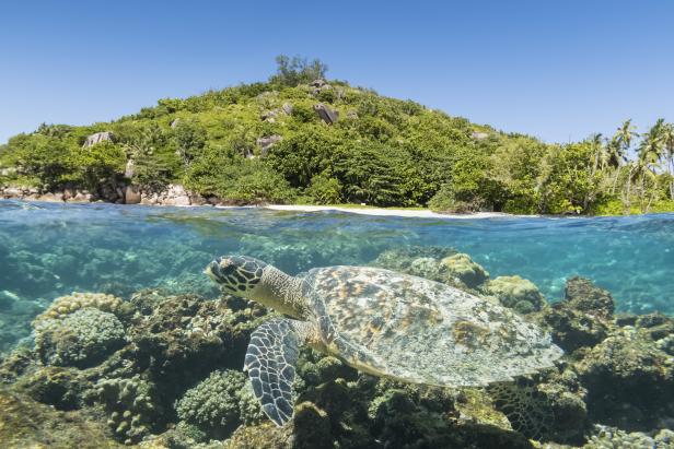 Eine Meeresschildkröte schwimmt vor einer tropischen Insel mit Korallenriffen.