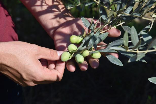 Olivenöl für den Präsidenten: Zu Besuch in der Provence
