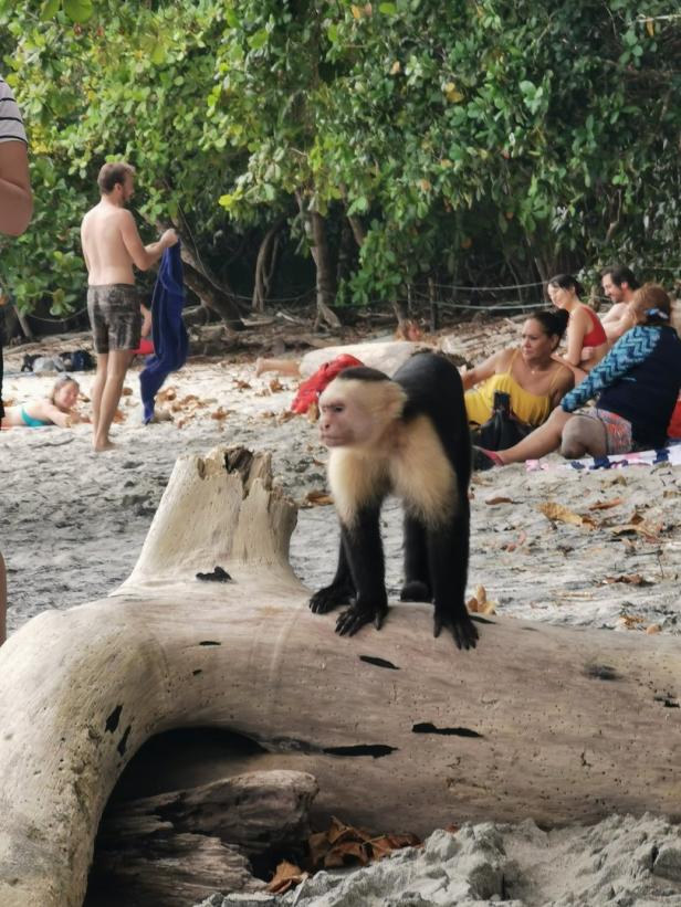 Ein Weißschulteraffe steht auf einem Baumstamm am Strand, im Hintergrund sind Menschen zu sehen.