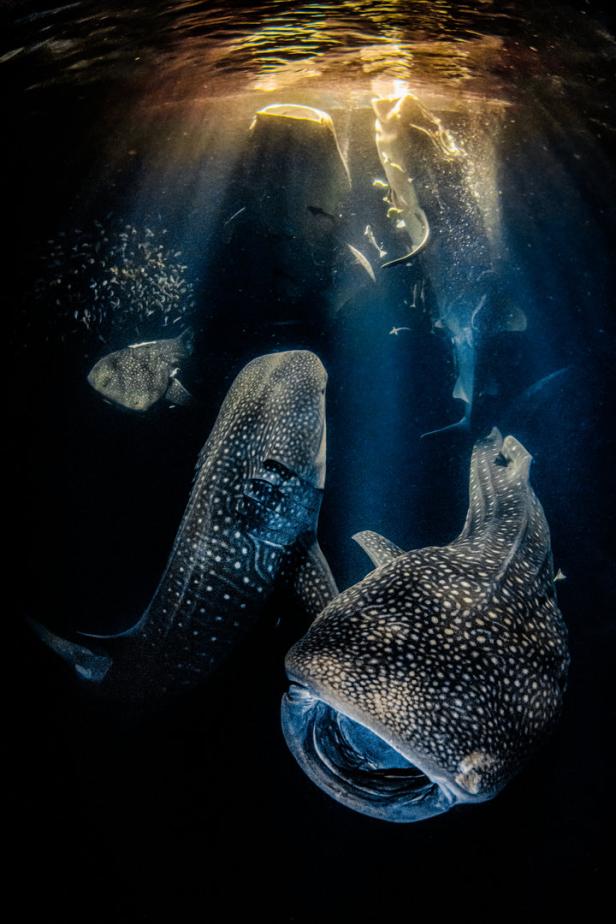 Zwei Walhaie schwimmen im dunklen Wasser, beleuchtet von Sonnenstrahlen.