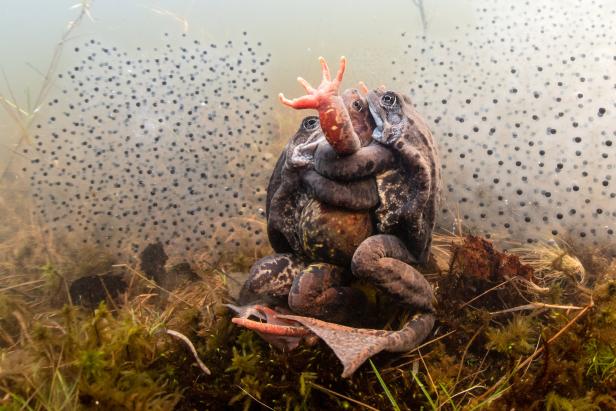 Mehrere Erdkröten umklammern sich im Wasser, im Hintergrund Laich.