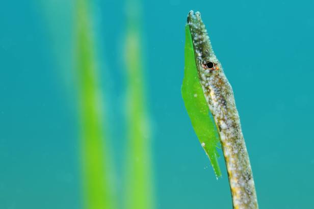 Eine Geisterpfeifenfisch versteckt sich hinter einem grünen Blatt im Wasser.