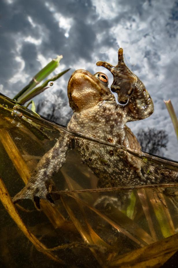 Ein Frosch sitzt im Wasser und streckt einen Fuß aus.