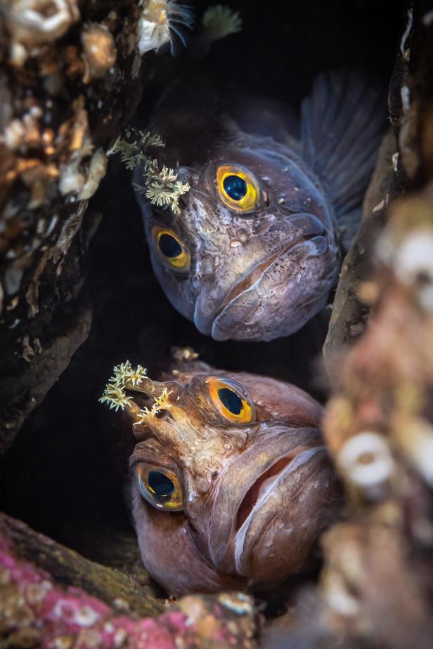 Zwei kleine Fische mit gelben Augen verstecken sich zwischen Felsen.