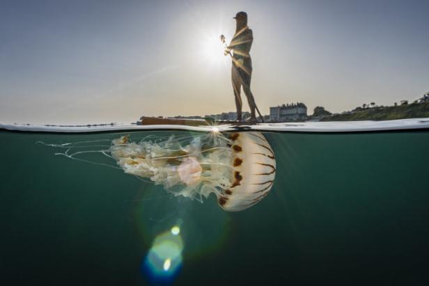 Eine Frau paddelt auf einem Board über einer Qualle im Meer.