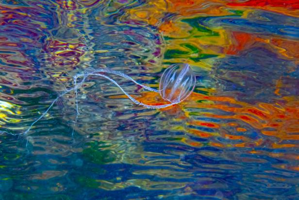 Eine Rippenqualle schwimmt im farbenprächtigen Wasser.