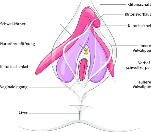Keine Scham: Klitoris erstmals korrekt in Schulbüchern abgebildet