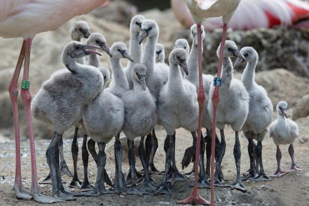 Entzückender Flamingo-Nachwuchs in Schönbrunn