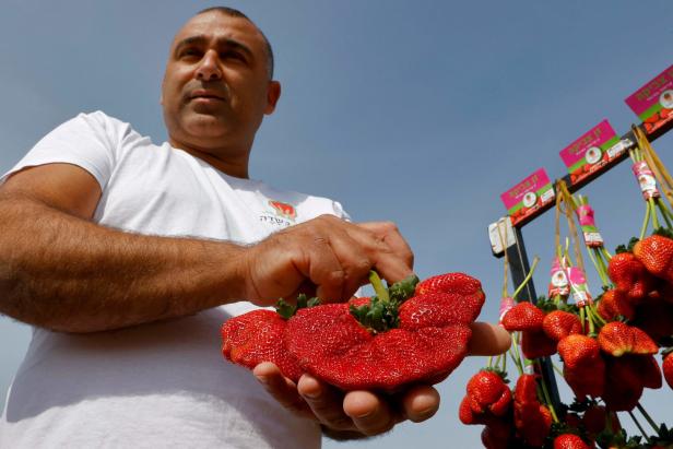 Rekord: Bauer erntet größte Erdbeere der Welt