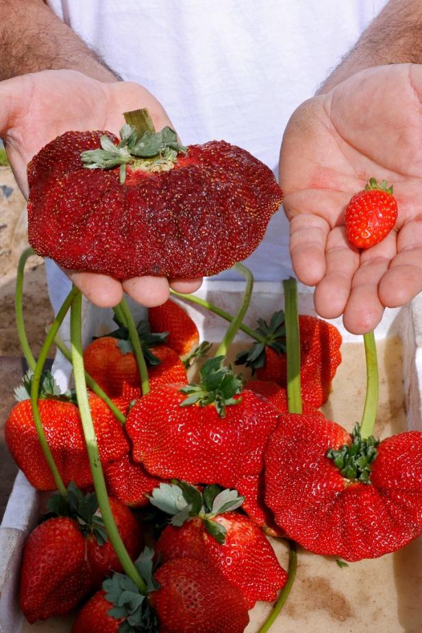 Rekord: Bauer erntet größte Erdbeere der Welt