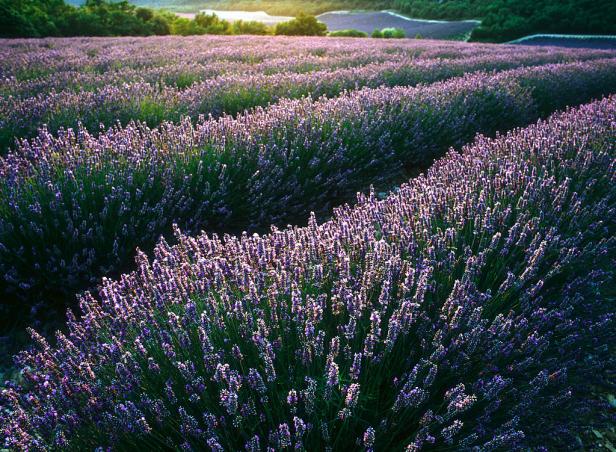 Ein Feld mit blühendem Lavendel erstreckt sich bis zum Horizont.