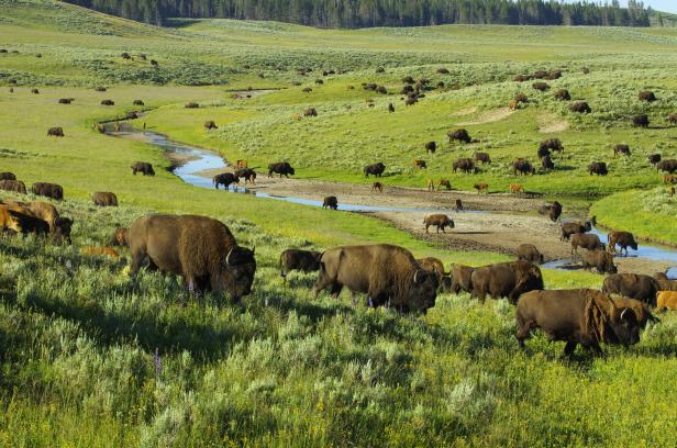 Eine große Bisonherde grast auf einer grünen Wiese entlang eines Flusses.