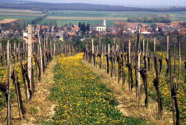 Ein Weinberg mit Löwenzahn führt zu einem Dorf mit einer Kirche.