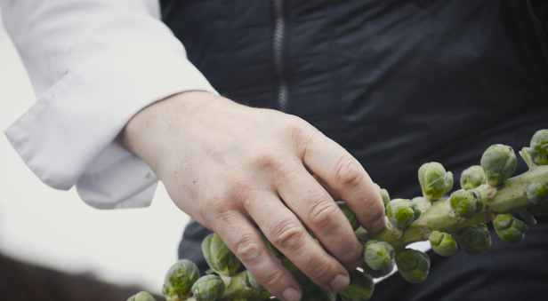 Ein Koch hält einen Stiel Rosenkohl in der Hand.