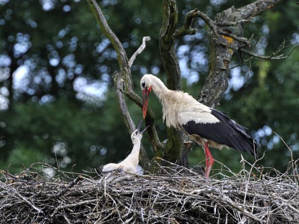 Ein Storch füttert sein Junges im Nest.