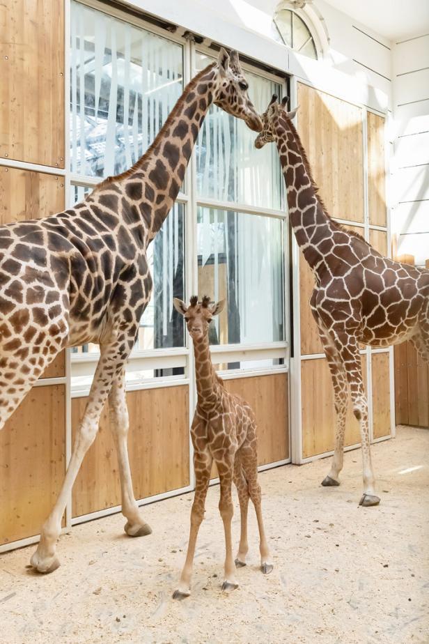Giraffen-Mädchen "Amari" gewöhnt sich an Tiergarten-Besucher