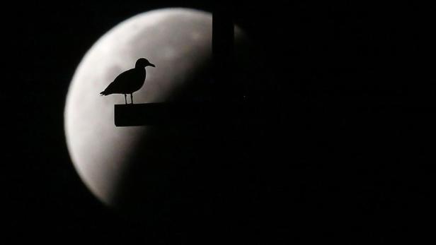 Eine Möwe sitzt im Mondlicht auf einem Pfosten.