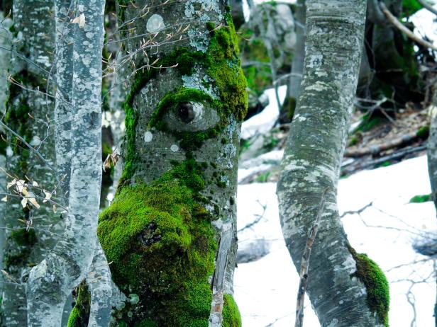 Ein Baumstamm im Wald ist mit Moos bewachsen, das wie ein Auge aussieht.
