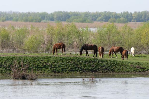 Donauwalzer am Donaudelta: 2.000 Kilometer kreuzfahren auf dem Fluss