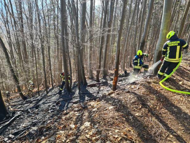 Sechs Hektar Wald in Flammen: Schon wieder ein Großeinsatz in NÖ