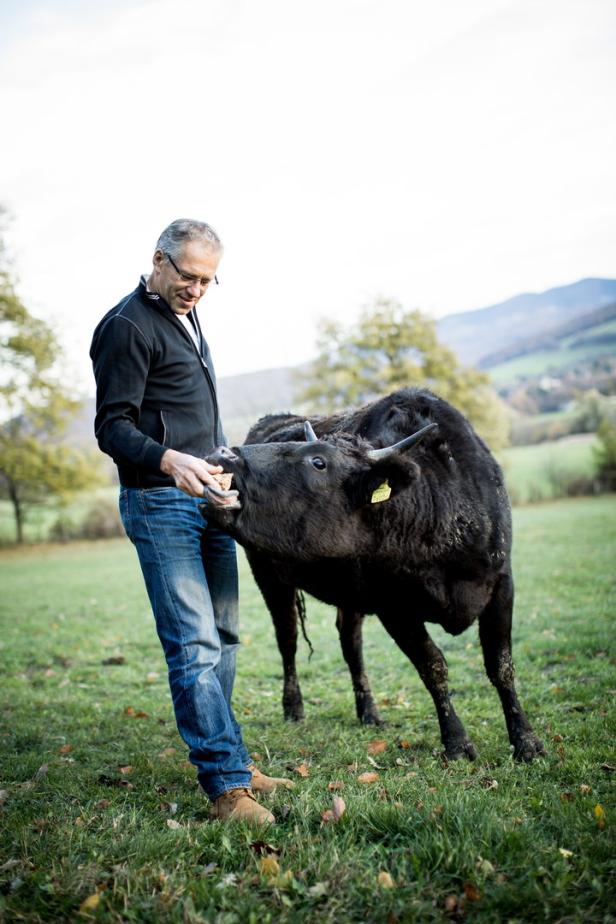 Ein Mann füttert ein schwarzes Rind auf einer grünen Wiese.