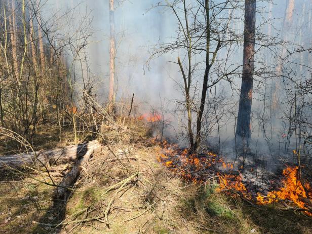 Bezirk Neunkirchen: 110 Feuerwehrleute kämpfen gegen Waldbrand