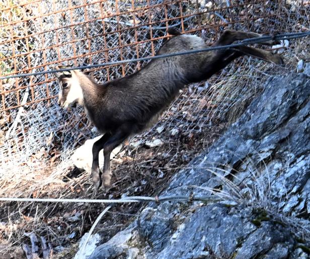 SALZBURG: AUSWILDERUNG EINER GAMS AM KAPUZINERBERG