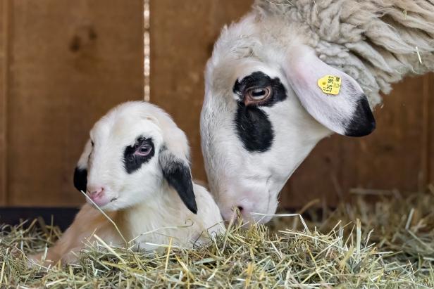 Tiergarten Schönbrunn: Nachwuchs bei bedrohten Nutztierrassen