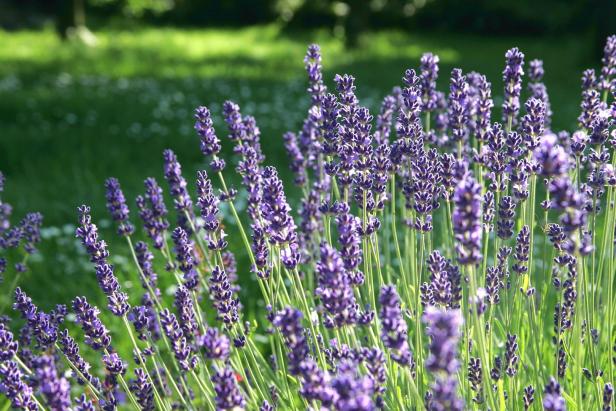 Nahaufnahme von blühendem Lavendel auf einer Wiese.