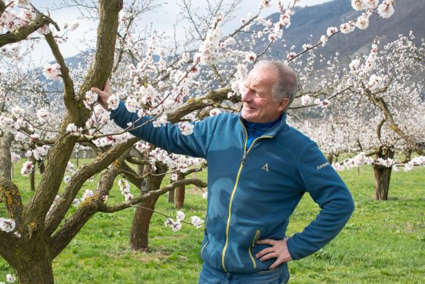 Naturschauspiel in der Wachau: Marillenbäume blühen bald voll auf