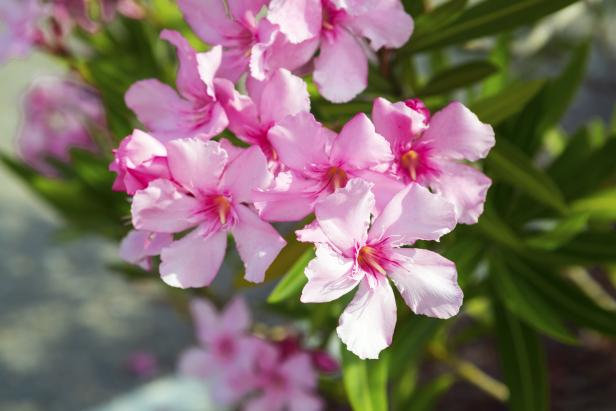 Nahaufnahme von rosa Oleanderblüten.